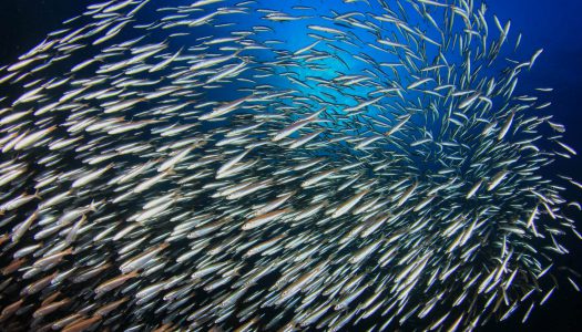 Ατζούγια Αιγαίου