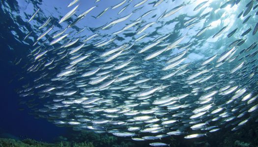 Κολιός Παστός Αιγαίου