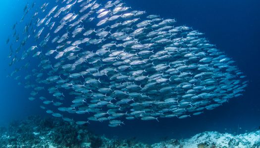 Λακέρδα Αιγαίου