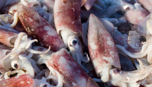 Καλαμάρια Λήμνου