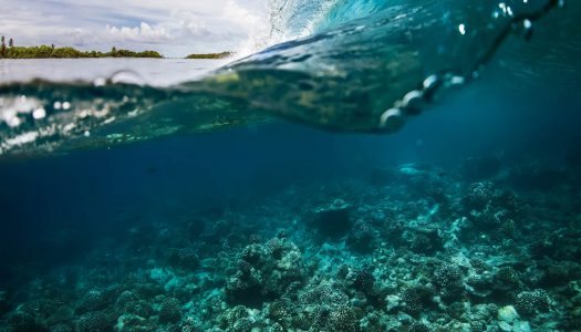 Μύδια Καπνιστά Ψίχα