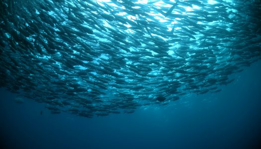 Σαρδέλες Μελίπαστες Αιγαίου