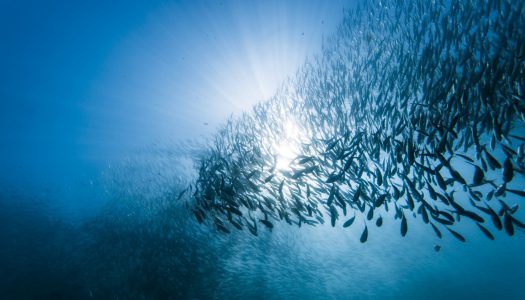 Σαρδέλες Καπνιστές Αιγαίου