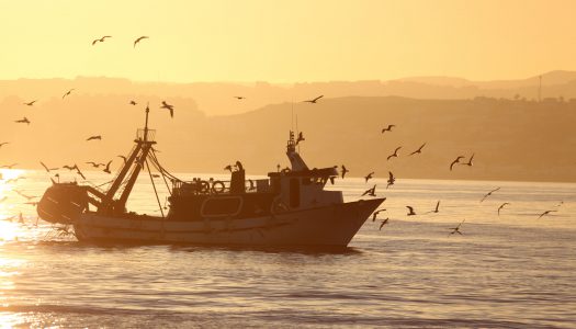 Σουπιές Αιγαίου
