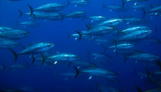 Παστουρμάς από φιλέτο ερυθρού τόνου …. μόνο στου ΜΙΡΑΝ…