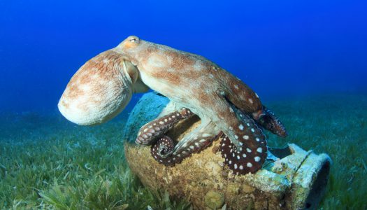 Χταπόδι Λήμνου